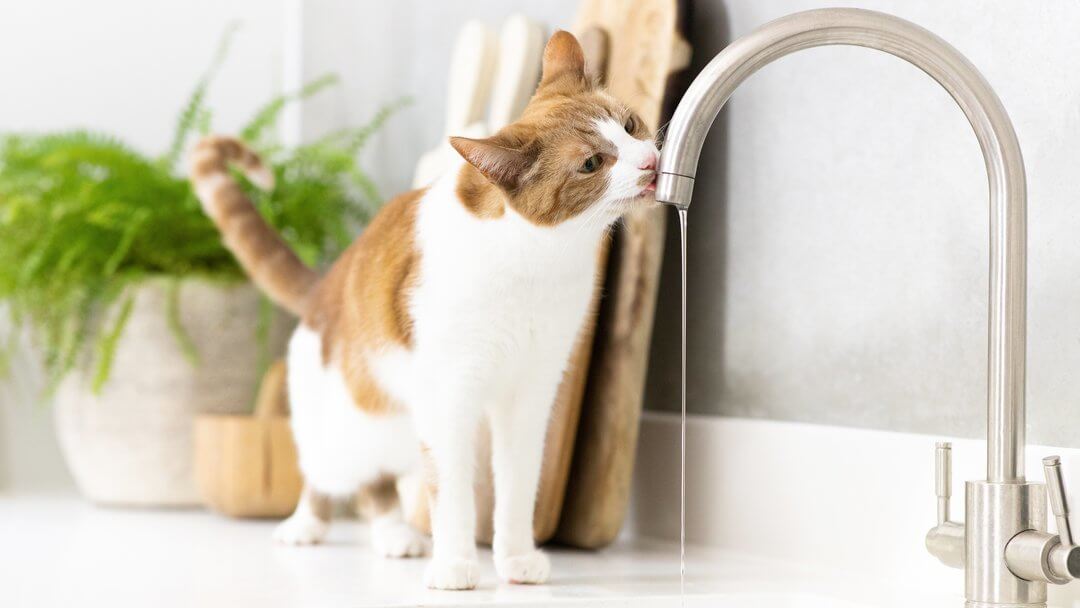 why-is-your-cat-drinking-lots-of-water-purina